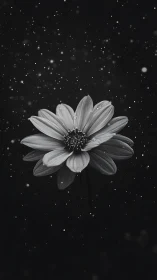 Monochrome Daisy with Dewdrops Against Starlit Dark.