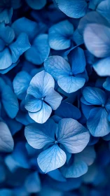 Blue hydrangea flowers photographed in close detail.