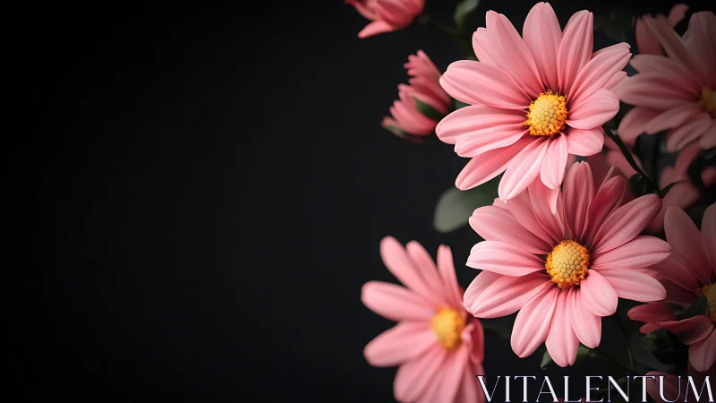 Pink Daisy Cluster Against Dark Background Composition.