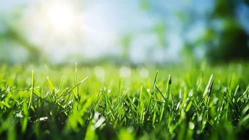 Sunlit green grass close-up with soft focus and vibrant colors.