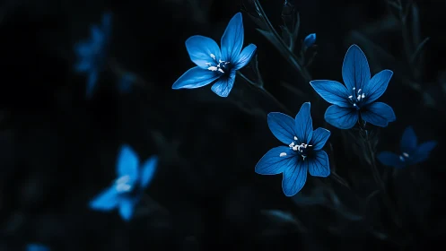 Luminous Blue Flowers Against Dark Foliage. Nocturnal Garden Study.