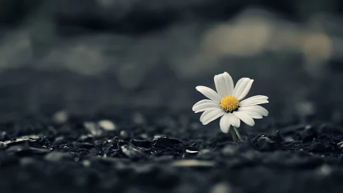 Single daisy in shallow depth of field on dark textured ground