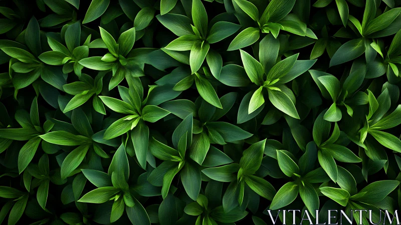 Dense pattern of layered green leaves in top view.