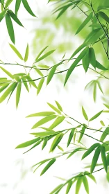 Bamboo leaves in soft-focus green gradient composition.
