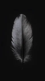 Single grey feather centered on uniform black background.