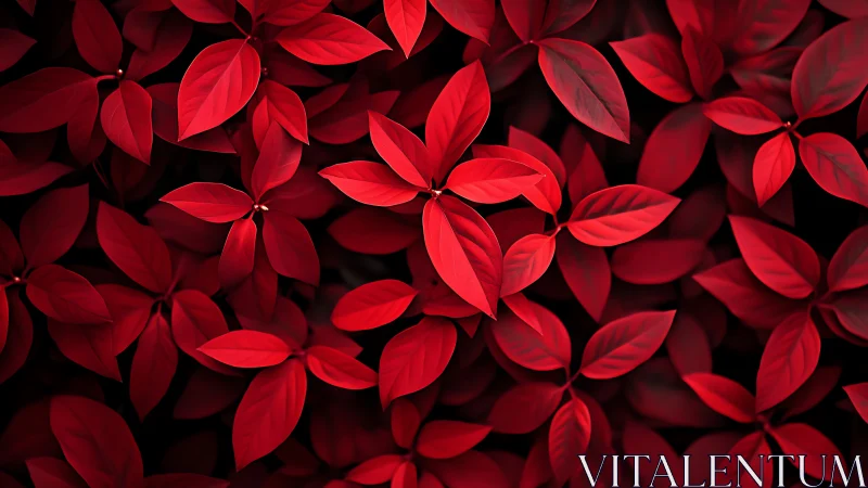 Red leaves fill the frame in a tightly packed overhead view