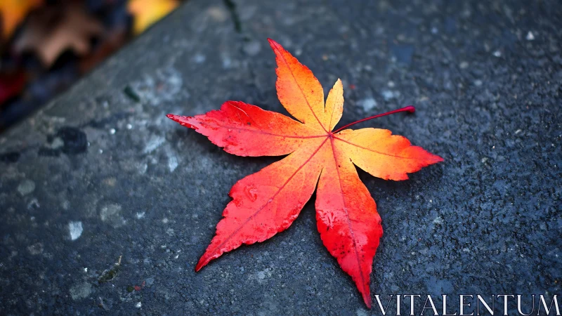 Red and orange maple leaf on wet textured pavement surface.