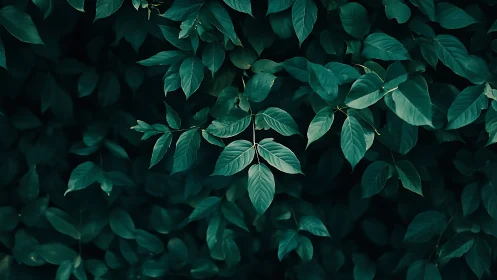 Lush emerald leaves offering a quiet moment of calm beauty.