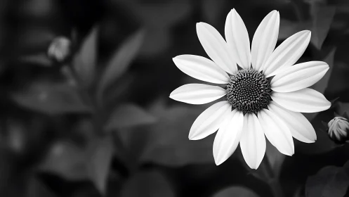 Monochrome Daisy Dazzles Against Shadowy Garden Theater