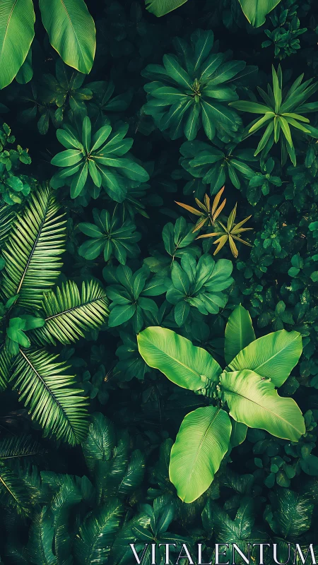 Dense tropical foliage viewed from above in rich green tones.