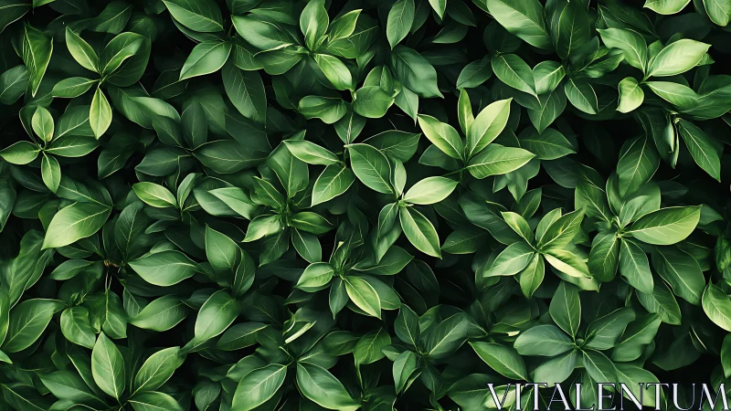 Lush Foliage Canopy with Layered Botanical Leaf Structure.