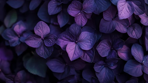 Purple hydrangea sepals in low-light botanical composition.