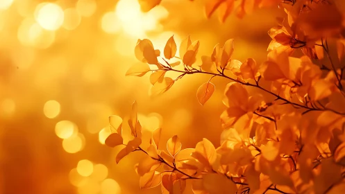 Orange foliage branch with strong backlight bokeh effect.