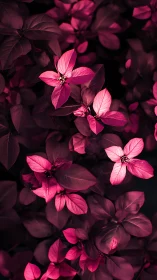 Luminous Pink Petals Dancing in Shadow and Light