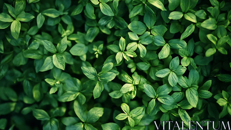 Leafy chorus of basil greens humming in quiet sunlight.
