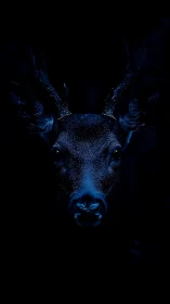 Low-key frontal portrait of deer head in blue light.