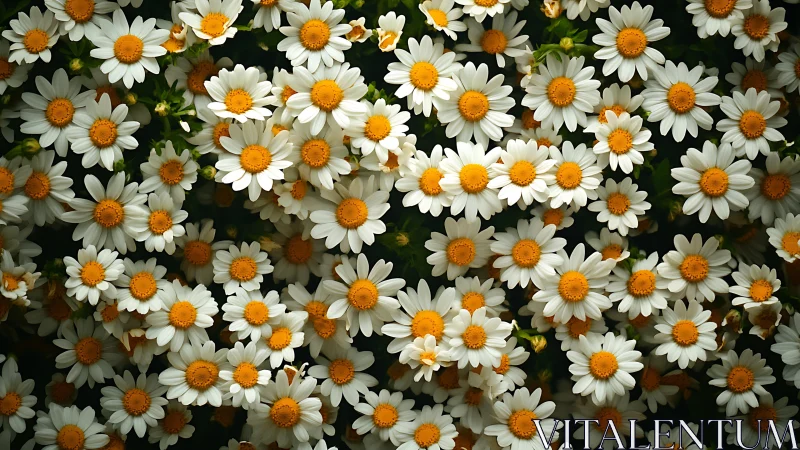 Dense white daisies with golden centers under soft daylight.