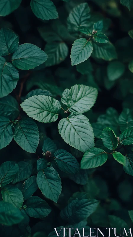 Botanical macro canopy with deep teal foliage geometry.