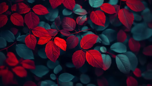 Red leaves stand out over teal foliage in close view.
