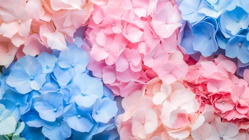 Chromatic Hydrangea Arrangement: Prismatic Blue-Pink Color Gradient.