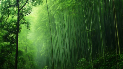 Bamboo forest canopy with atmospheric light diffusion and vertical compositional geometry.