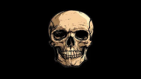 Front-facing human skull illustration uses stark chiaroscuro contrast