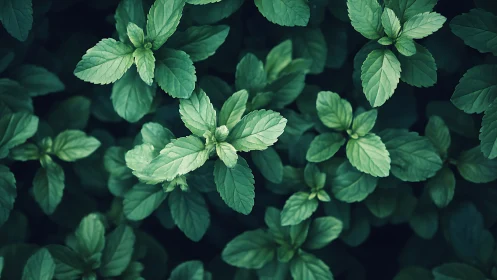 Fresh mint leaves form dense green foliage under soft light