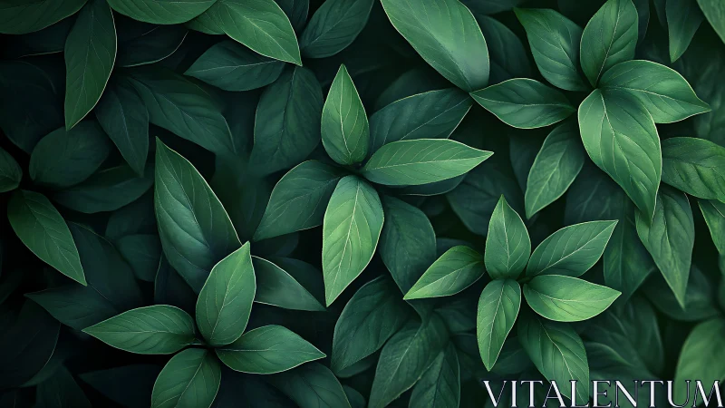 Lush overlapping green foliage in moody low key lighting.