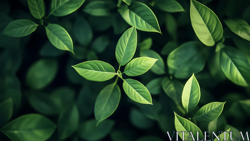 Green plant leaves form sharp focused cluster at center