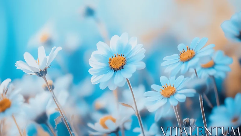 Daisy flowers with blue-white petals and orange centers.