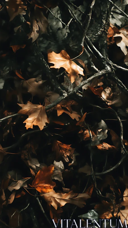 Autumn oak leaves weave over dark tangled forest floor