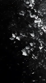 Monochrome falling petals over deep black background.