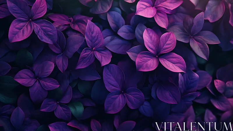 Violet and magenta foliage glows in dreamy low light.