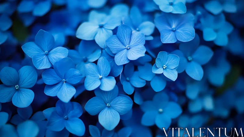 Delicate Blue Forget-Me-Nots Dancing in Soft Focus