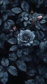 Monochromatic Rose Study: Silvered Petals Against Deep Foliage.