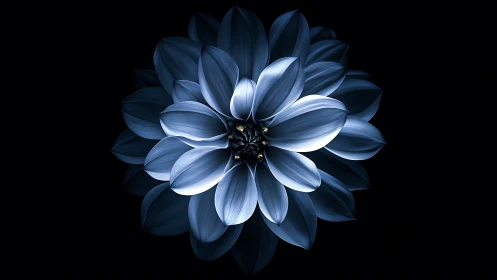 Blue Dahlia Bloom Against Black Background