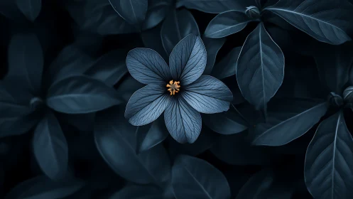 Midnight blue blossom with golden stamen on dark foliage.