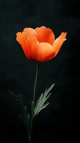Solitary orange poppy glows softly against a dark backdrop