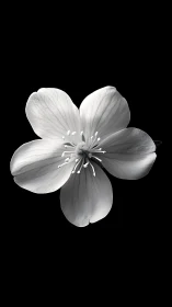 Monochrome Four-Petaled Flower Bloom Against Black.