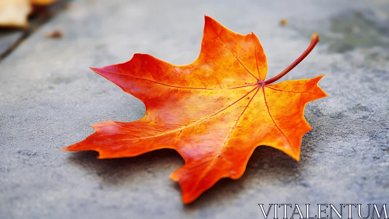 Single maple leaf glowing with the quiet warmth of autumn.