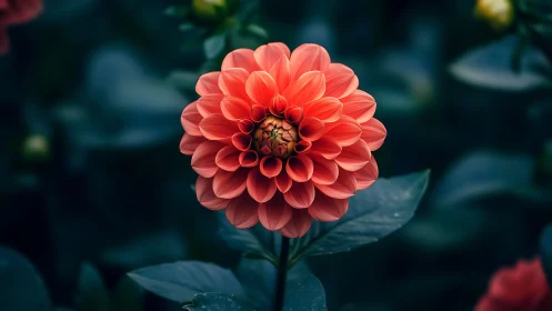 Red dahlia flower with layered petals on green foliage background.