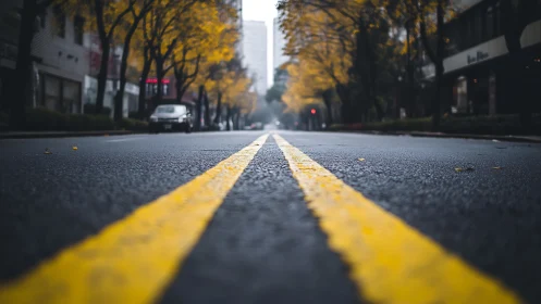 Morning quiet on a rain-dark city street with gold trees.