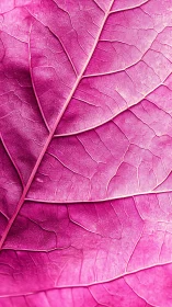 Pink leaf macro veins with vibrant cellular texture.