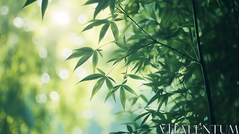 Whispering bamboo leaves caught in sun-dappled morning hush.