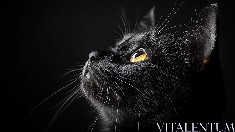 Felidae Portrait Study: Black Cat with Luminous Amber Eyes.