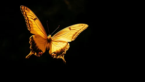 Sunlit butterfly carves bright gold echoes through shadow