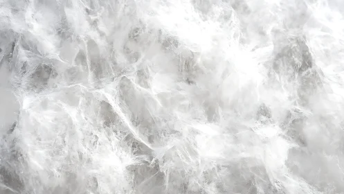 Close-up of white feather texture in abstract soft focus style.