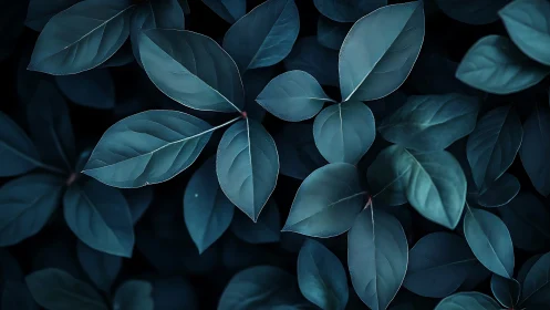 Macro study of teal-toned elliptical foliage under soft shadow