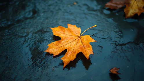 Single golden maple leaf rests on glossy rain-darkened ground