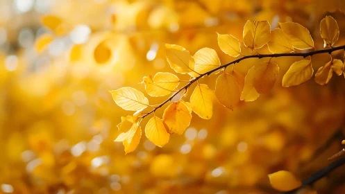 Golden autumn leaves on branch in soft focus natural style.
